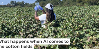 A researcher works in a cotton field in Jenkins County, Georgia, as part of a project on AI and pesticide use. Dorothy Seybold